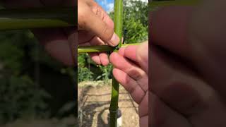 How to Secure Bamboo with Zip Ties—Simple and Effective knottingknottying [upl. by Leirrad]