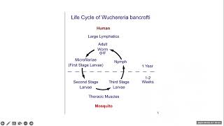 practice questions on lymphatic filariasis and zollingerellison syndrome [upl. by Jenica]