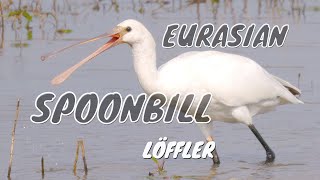 Eurasian Spoonbill or Common Spoonbill Platalea leucorodia  Löffler bzw Löffelreiher [upl. by Pernas473]