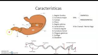 Sistema digestivo ´No Rumiantes´ [upl. by Conway]