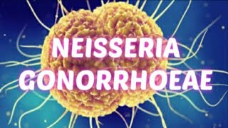 NEISSERIA GONORRHOEAEGONOCOCCUSN GONORRHOEAEMicrobiology lecture for medical students [upl. by Baillie]