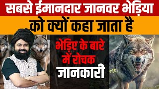 Wolf  आज जानिए भेड़ियों के बारे में पूरी जानकारी की क्यों भेड़िए इंसानों से अधिक वफादार कहे जाते है [upl. by Wendalyn37]