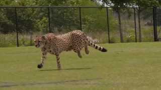 Cheetahs Running [upl. by Atinhoj]