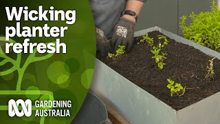 How to set up and rejuvenate wicking planters  DIY Garden Projects  Gardening Australia [upl. by Melody]