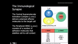 Immunology Naive t cells activation and proliferation [upl. by Gilroy190]