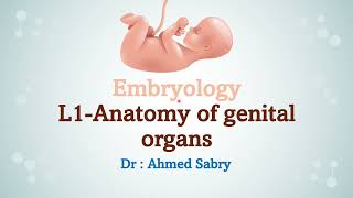 Embryology lecture 1 anatomy of genital organs [upl. by Nyliac]