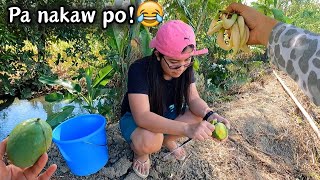 Kumuha kami ng Mangga at Katuray sa Bukid  BUHAY SA BUKID  ROMALYN VLOGS [upl. by Lemon]