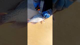 Quick and easy way to fillet viral crappie knife foryou fyp trending food tips technology [upl. by Nappie]