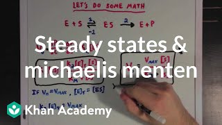 Steady states and the Michaelis Menten equation  Biomolecules  MCAT  Khan Academy [upl. by Radke847]