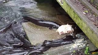 Amazing Giant Eel feeding frenzy with Matt Paku New Zealand longfin eel viral viralvideo [upl. by Mitzi248]