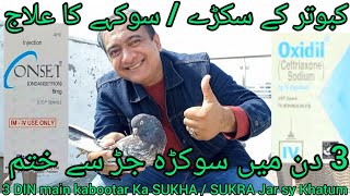 Kabootar k SUKARY ka ilaj  3 DIN main Sukha JAR sy khatum CHALLENGE  Pigeon weakness treatment [upl. by Mikal265]