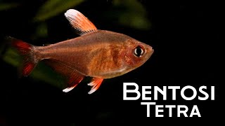 All About Bentosi Tetra The Most Beautiful of Them All [upl. by Eclud]