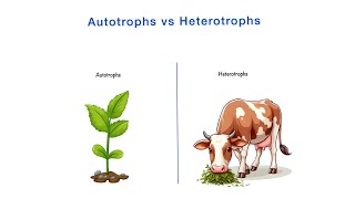 Autotrophs vs Heterotrophs  Differences  Class 10th NCERT  Science  Biology [upl. by Uticas]