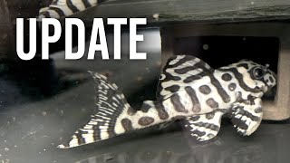 Fish Room Update  Keeping and Breeding New Plecos [upl. by Borroff]