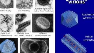 Course Virology  Introduction to Virology and Viral Infections  video 1 [upl. by Erde]