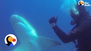 Shark Thanks Diver For Removing Nasty Hook  The Dodo [upl. by Annohsed312]