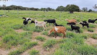 CRIAÇÃO DE OVELHAS  SEMI CONFINAM DE OVINOS [upl. by Llaccm]