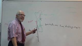 Year3  Module A  Arm Cubital fossa forearm regions [upl. by Renner]