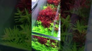 Rotala colorata [upl. by Nakashima]