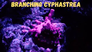 Branching Cyphastrea  Coral Care [upl. by Eifos659]