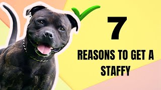 6 Reasons You Should Get A Staffy  Own A Staffordshire Bull Terrier [upl. by Uphemia406]