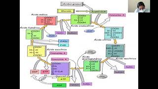 Morfofisiología I  Ciclo de Krebs 24 [upl. by Nahtanohj]
