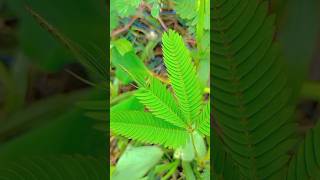 mimosa planttrending youtubeshorts shorts viral [upl. by Tillford100]