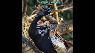 Nesting Season Anhingas Snake Birds Building Nest Together [upl. by Yrocej]