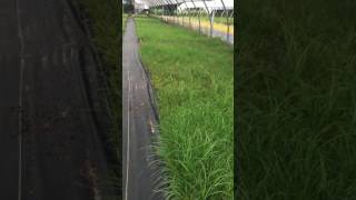 Carex Pennsylvania [upl. by Cutcheon]