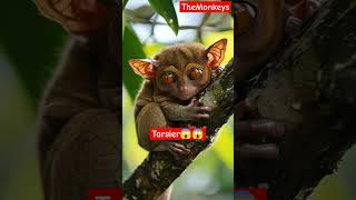 This is called quotTarsierquot😱 tarsier [upl. by Aiken]