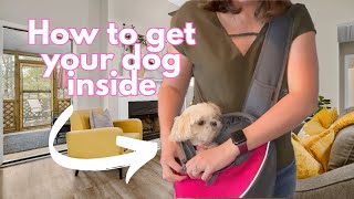 How to get dog inside of Pet Sling Carrier [upl. by Llenyr25]