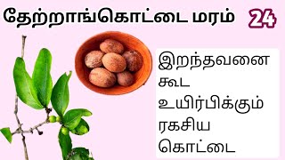 தேற்றாங்கொட்டைதேற்றும்கொட்டைThatrankotaiStrychnos potatorumMooligai manithan [upl. by Anitsua503]