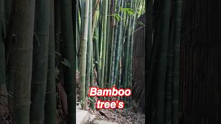 bamboo nature botany plants tree botanylove monocot botanyworld biology forest [upl. by Laniger]