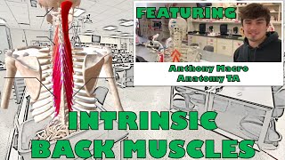 Intrinsic Back Muscles [upl. by Telfer]