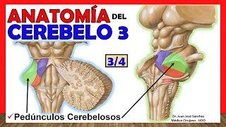 🥇 Anatomía del CEREBELO 34 Pedúnculos Cerebelosos ¡Explicación Sencilla [upl. by Yekcim12]