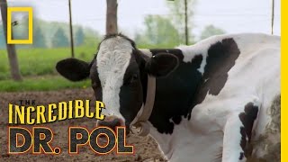 How Now Bloated Cow  The Incredible Dr Pol [upl. by James]