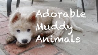 Adorable Muddy Animals Compilation [upl. by Bert662]