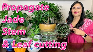 How To Propagate Jade Plant From Stem amp Leaf Cutting  Watering  Sunlight  Transplant amp Care [upl. by Koziarz967]