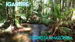 IGARAPÉ NO MEIO DA FLORESTA AMAZÔNICA  RECANTO IARA ARAPIUNS [upl. by Ilrebma727]