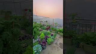 Fresh rooftop vegetable garden rurallife pastorallife garden gardentips vegetables lifestyle [upl. by Iralam]