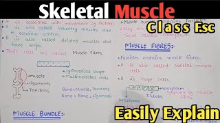 Skeletal Muscle  Ultrastructure Of Myofilament  Class 12 Biology Urdu Hindi [upl. by Lindgren]