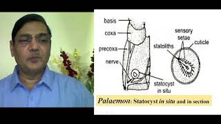 STATOCYST Organ of Equilibrium [upl. by Taub]