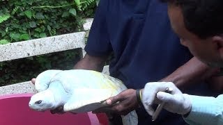 Albino Turtles brought to Dehiwala Zoo [upl. by Avah370]