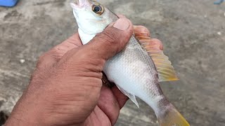 VLOG 220  FISHING WITH THE MASTERS  DAMING HULI  ZAMBOANGA CITY [upl. by Imar]