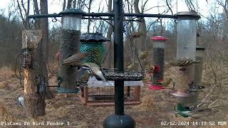 Pine siskins make an appearance on PA Bird Feeder 1 2122024 [upl. by Ruelu]