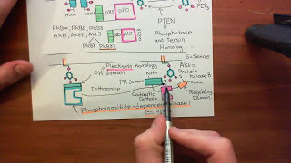 Receptor Tyrosine Kinases Part 11 [upl. by Spike411]