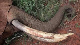 Elephant treated by Vet Team shows true courage  Sheldrick Trust [upl. by Vaios]