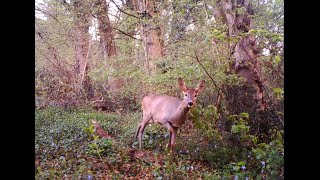 Storie di caprioli a Bosco Fontana [upl. by Anitsahs]