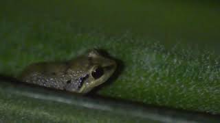 Coquí antillano  Antilles coqui Eleutherodactylus johnstonei [upl. by Kelcey]