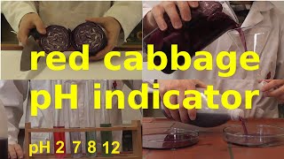 Preparation of red cabbage pH indicator [upl. by Viscardi]